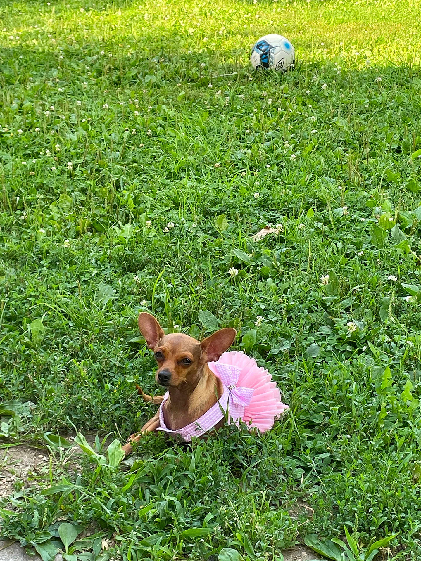 Star is registered to the contest to win money with this photo: dog, grass, greenery, pet, outdoor, dress, pink, small_dog, chihuahua, soccer_ball, nature, animal, cute, resting, summer, field, playful, ears, ground, leisure