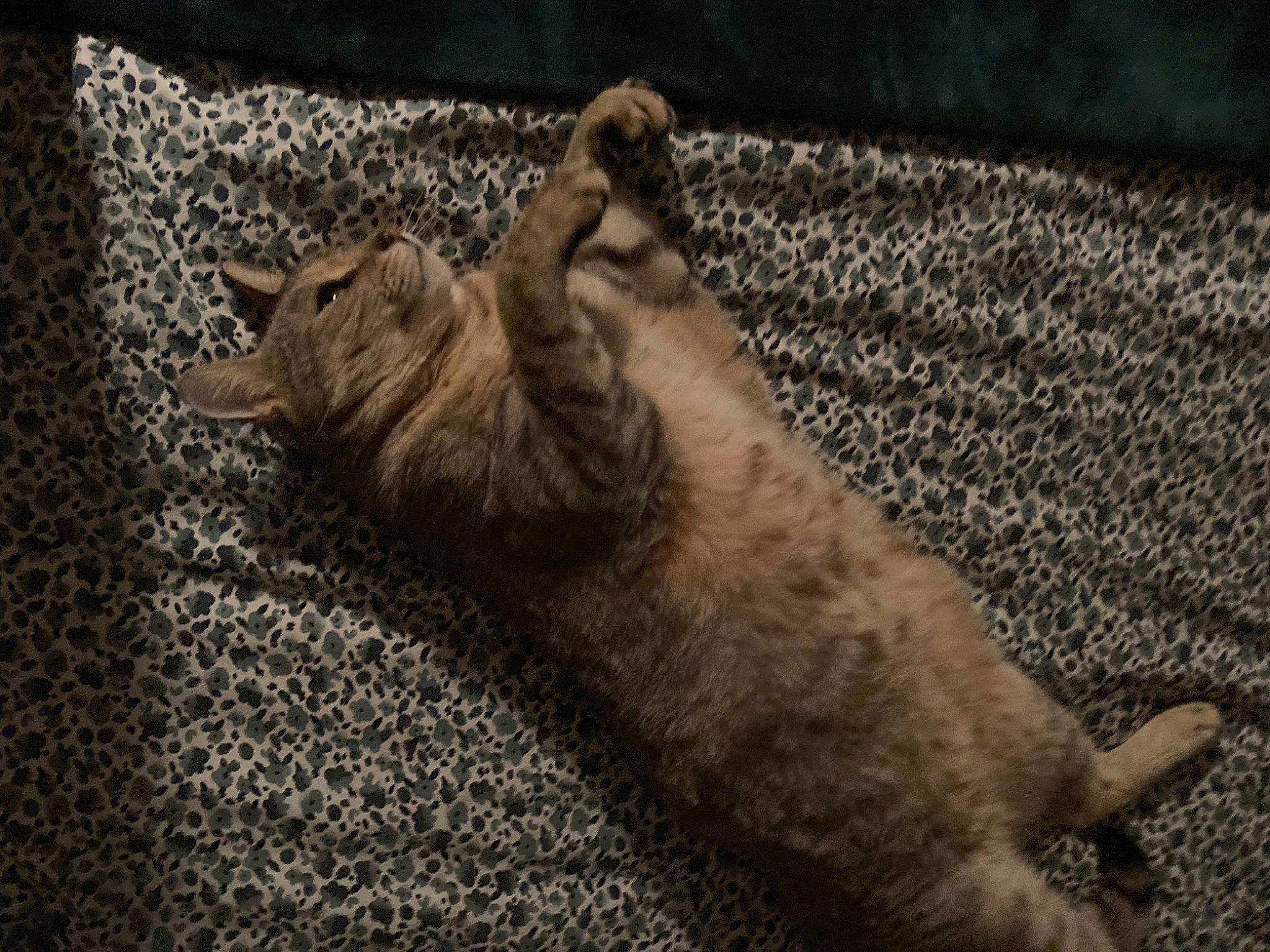 Droopy participe au concours pour gagner de l'argent avec cette photo : canidae, carnivore, cat, claw, comfort, dog_breed, domestic_short_haired_cat, fawn, felidae, flooring, grey, paw, road_surface, small_to_medium_sized_cats, snout, sporting_group, tail, terrestrial_animal, whiskers, wood