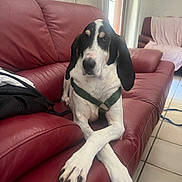 Opale participe au concours pour gagner de l'argent avec cette photo : backpack, black_and_white, blanket, canine, couch, crossed_paws, curtain, dog, domestic, floor_tiles, furniture, harness, indoor, living_room, pet, red_leather, relaxed, resting, seat, window