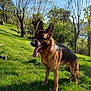 dog, german_shepherd, canine, panting, tongue_out, grass, park, trees, outdoors, sunny, nature, pet, animal, standing, fur, ears_up, shadow, lake, hill, portrait