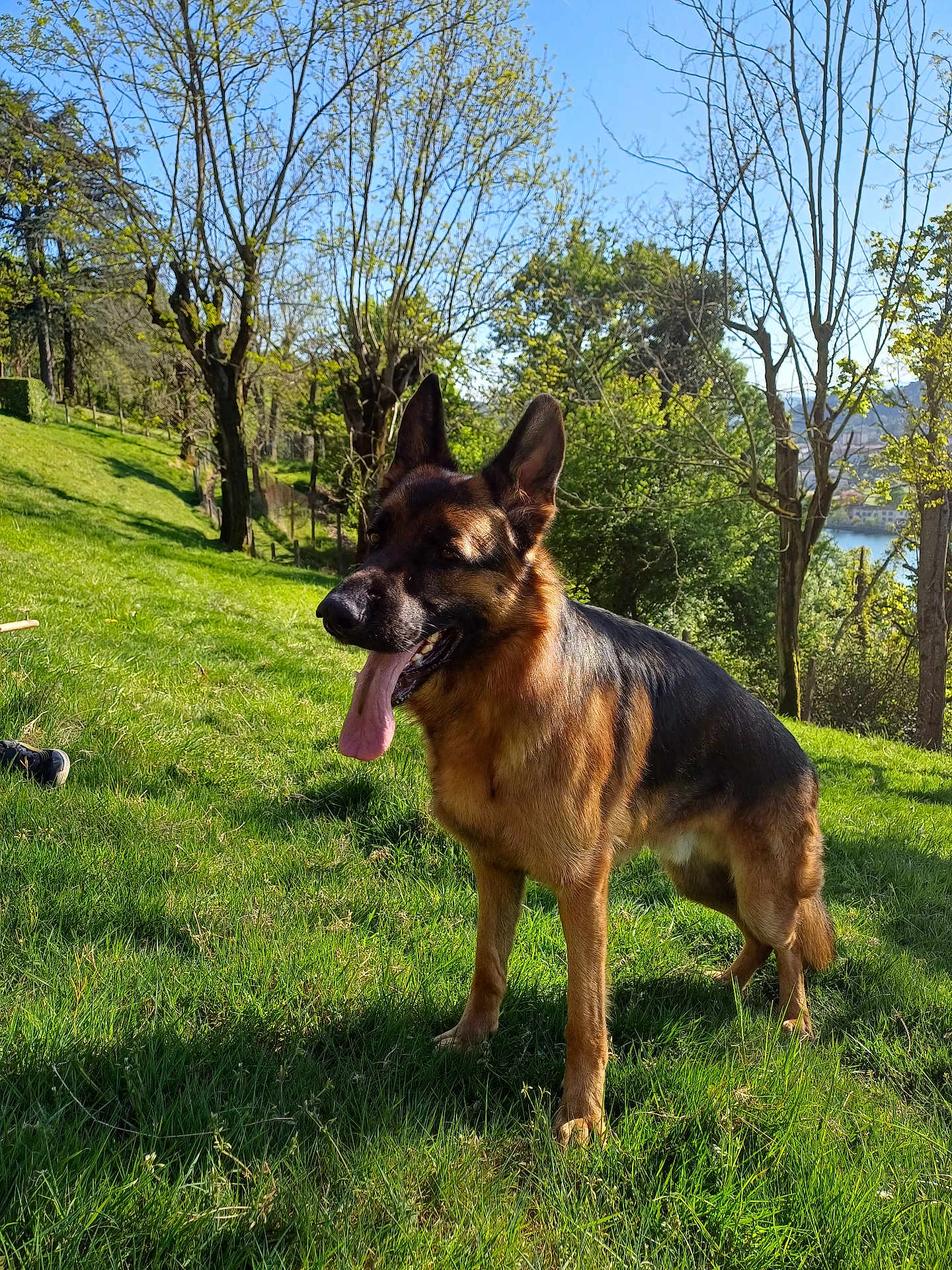Rocky participe au concours pour gagner de l'argent avec cette photo : dog, german_shepherd, canine, panting, tongue_out, grass, park, trees, outdoors, sunny, nature, pet, animal, standing, fur, ears_up, shadow, lake, hill, portrait