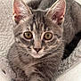 abyssinian, animal, blanket, cat, egyptiancat, kitten, manx, pet