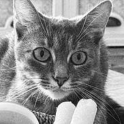 Vanille a rejoint le concours — aidez-le/la à gagner de superbes lots ! cat, close_up, black_and_white, whiskers, ears, eyes, indoor, curious, face, pet, animal, feline, focus, texture, background, soft_light, portrait, looking, domestic, cozy