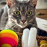 Vanille participe au concours pour gagner de l'argent avec cette photo : cat, gray_cat, tabby, green_eyes, pet, indoor, basket, toys, colorful, plush_toy, rainbow_ball, closeup, curious, whiskers, feline, domestic_animal, animal_face, focus, playful, soft_light