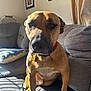 Waffles is registered to the contest to win money with this photo: dog, canine, pet, brown_dog, collar, indoor, couch, sofa, living_room, sunlight, shadow, wall_art, photograph, home, furniture, animal, portrait, sitting, domestic_animal, companion