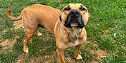 Waffles is registered to the contest to win money with this photo: accessories, animal, backyard, boxer, bulldog, canine, dog, frenchbulldog, grass, hound, labradorretriever, lawn, nature, outdoors, pet, pitbull, plant, pug, puppy, yard