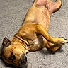 Waffles joined the competition — help win amazing prizes! animal, belly, belly_up, blanket, brown_dog, close_up, dog, floppy_ears, gray_blanket, indoor, legs, lying_down, muzzle, paws, pet, playful, portrait, relaxed, short_hair, textured_surface
