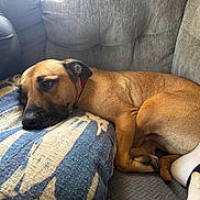 Waffles is registered to the contest to win money with this photo: dog, brown_dog, couch, pillow, blue_pillow, person, foot, sock, indoor, relaxed, pet, companion, cozy, resting, furniture, animal, curled_up, casual, home, domestic