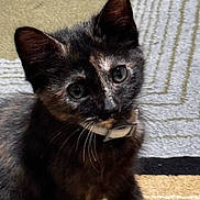 Raven joined the competition — help win amazing prizes! animal, carpet, cat, collar, curious, cute, domestic_animal, feline, fur, geometric_pattern, indoor, kitten, looking_up, pet, portrait, small, texture, tortoiseshell, whiskers, young
