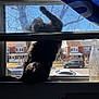 animal, bottle, car, cat, curious, daytime, flag, house, neighborhood, outdoor, paw, pet, residential, screen, shadow, silhouette, sunlight, tree, window, windowsill