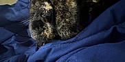 Raven is registered to the contest to win money with this photo: animal, blanket, blue_blanket, cat, closeup, comfort, cozy, cute, dark_background, face, fur, indoor, paw, pet, relaxation, resting, sleeping, soft_light, tortoiseshell, whiskers