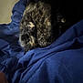 animal, blanket, blue_blanket, cat, closeup, comfort, cozy, cute, dark_background, face, fur, indoor, paw, pet, relaxation, resting, sleeping, soft_light, tortoiseshell, whiskers