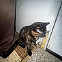 animal, black, brown, carpet, cat, closeup, curious, damaged_door, domestic, door, feline, floor, indoor, orange, pet, rug, sitting, tortoiseshell, wall, yellow_foam