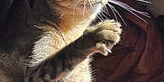 Voyou participe au concours pour gagner de l'argent avec cette photo : cat, tabby, paw, whiskers, sunlight, red_cloth, fur, closeup, pet, animal, indoor, relaxing, mammal, feline, claw, texture, shadow, warm_light, cozy, portrait