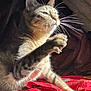 cat, tabby, paw, whiskers, sunlight, red_cloth, fur, closeup, pet, animal, indoor, relaxing, mammal, feline, claw, texture, shadow, warm_light, cozy, portrait