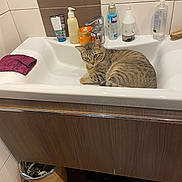 Voyou a rejoint le concours — aidez-le/la à gagner de superbes lots ! cat, tabby_cat, sink, bathroom, toiletries, towel, faucet, tile_wall, wooden_floor, trash_bin, domestic_animal, pet, animal, relaxed, indoor, fur, striped, curious, resting, household