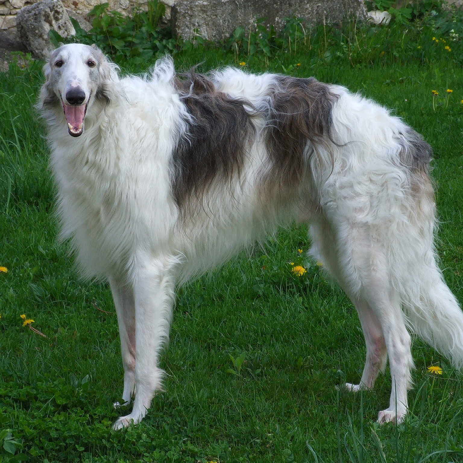Bogdan