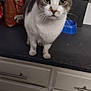 blue_bowl, cabinets, cat, close_up, countertop, curious, domestic, drawers, feline, food_bag, fur, gray_and_white, indoor, kitchen, paws, pet, portrait, standing, staring, whiskers