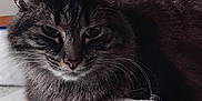 Rebelle a rejoint le concours — aidez-le/la à gagner de superbes lots ! cat, tabby_cat, animal, pet, feline, indoor, table, cloth, fabric, chair, jacket, fur, whiskers, ears, face, relaxed, domestic, closeup, resting, home