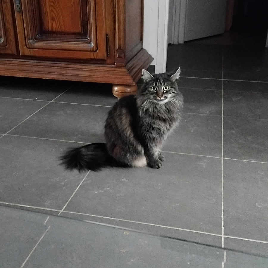Rebelle participe au concours pour gagner de l'argent avec cette photo : alert, animal, cat, curious, domestic_animal, door, eyes, floor, fluffy, fur, furniture, gray_cat, home, indoor, pet, sitting, tail, tiled_floor, whiskers, wooden_cabinet