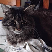 Rebelle participe au concours pour gagner de l'argent avec cette photo : cat, tabby_cat, animal, pet, feline, indoor, table, cloth, fabric, chair, jacket, fur, whiskers, ears, face, relaxed, domestic, closeup, resting, home