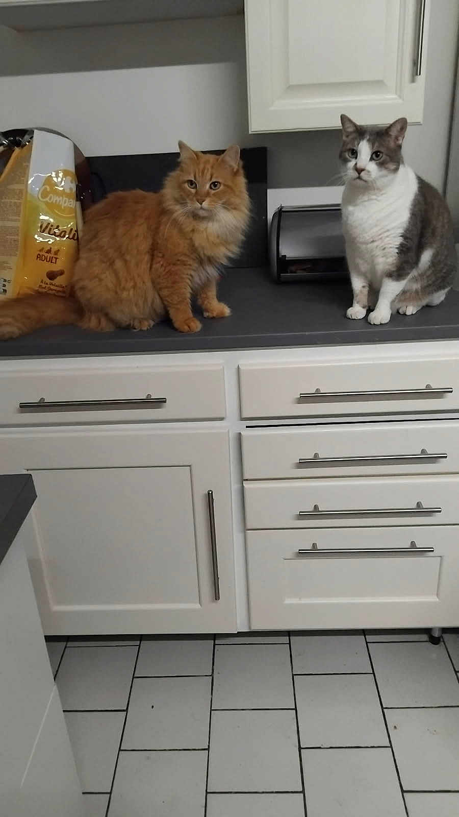Oliver Est Caramel