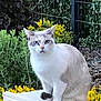 cat, animal, pet, outdoor, garden, plants, flowers, white_cat, blue_eyes, feline, nature, sitting, fur, serious, greenery, yellow_flowers, leafy, wildlife, cute, domestic_cat