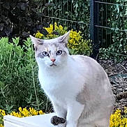 Mistigrie participe au concours pour gagner de l'argent avec cette photo : alert, animal, blue_eyes, cat, closeup, daylight, domestic_animal, feline, flowers, fur, garden, greenery, nature, outdoor, pet, plants, sitting, white_cat, wildlife, yellow_flowers