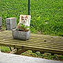 cat, plant, planter, wooden_table, grass, fence, outdoor, greenery, pet, animal, nature, garden, curious, sitting, daylight, backyard, wood, vegetation, window_view, peaceful