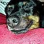 Lucky a rejoint le concours — aidez-le/la à gagner de superbes lots ! dog, black_dog, brown_dog, smiling_dog, close_up, pet, resting, blanket, red_blanket, person, indoor, cozy, face, snout, fur, sleepy, happy, animal, portrait, relaxing