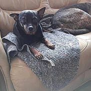 Lucky participe au concours pour gagner de l'argent avec cette photo : dog, pets, couch, leather, blanket, indoor, resting, alert, brown, black, fur, canine, animal, comfort, home, relaxing, laying, two_dogs, furniture, cozy