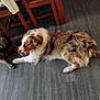 Bobby participe au concours pour gagner de l'argent avec cette photo : dog, dogs, indoor, floor, wooden_floor, brindle_dog, merle_dog, pet, animal, flooring, resting, relaxed, two_animals, domestic_animal, fur, tongue_out, household, chair, table, clothing