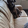 Bobby a rejoint le concours — aidez-le/la à gagner de superbes lots ! dog, brindle, leather_couch, indoor, window, radiator, pet, animal, furniture, relaxed, seated, calm, domestic, cozy, living_room, brown, texture, soft_light, home, resting