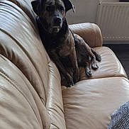 Bobby participe au concours pour gagner de l'argent avec cette photo : dog, brindle, leather_couch, indoor, window, radiator, pet, animal, furniture, relaxed, seated, calm, domestic, cozy, living_room, brown, texture, soft_light, home, resting