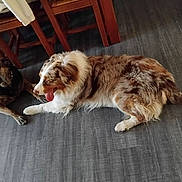 Skotty participe au concours pour gagner de l'argent avec cette photo : dog, dogs, indoor, floor, wooden_floor, brindle_dog, merle_dog, pet, animal, flooring, resting, relaxed, two_animals, domestic_animal, fur, tongue_out, household, chair, table, clothing