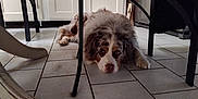 Skotty participe au concours pour gagner de l'argent avec cette photo : animal, canine, chair, cockerspaniel, diningtable, dog, door, flagstone, furniture, hound, path, pet, poodle, puppy, slate, table, terrier, tile, walkway, wood
