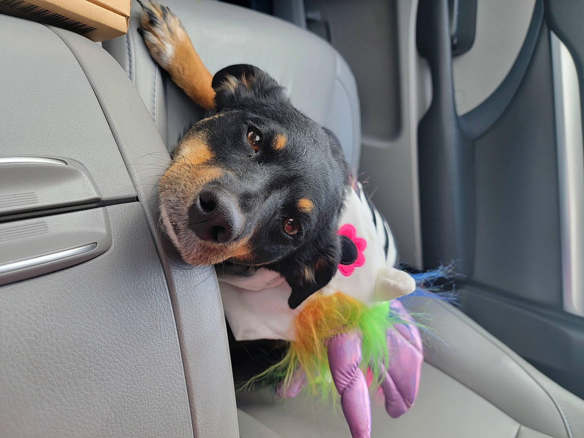 Ahsoka joined the competition — help win amazing prizes! auto_part, automotive_design, automotive_exterior, automotive_lighting, car, car_seat, car_seat_cover, carnivore, companion_dog, dog, dog_breed, family_car, motor_vehicle, personal_luxury_car, seat_belt, sporting_group, street_fashion, toy, vehicle, vehicle_door