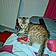 Minette