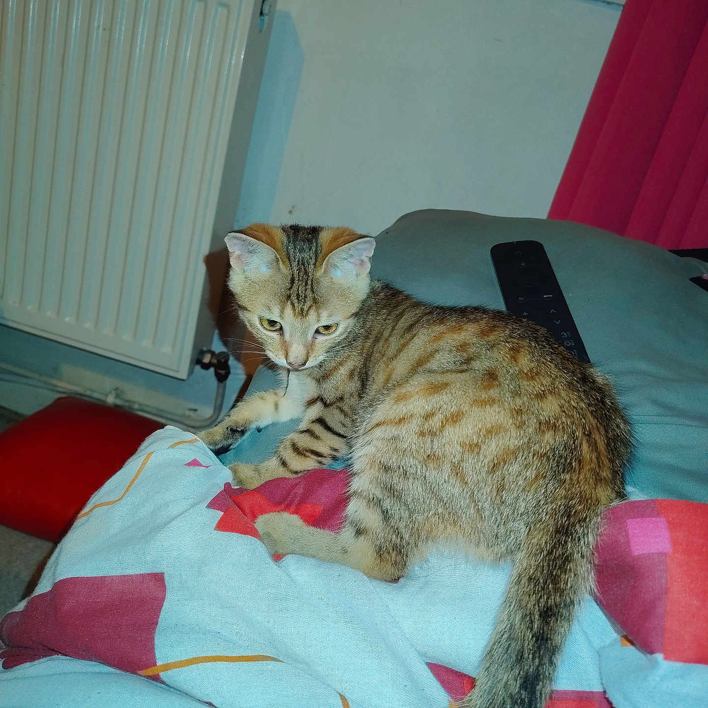 Minette