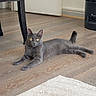 alert, animal, cat, chair_leg, cozy, domestic, door, feline, flooring, gray_cat, home, indoor, living_room, pet, quiet, relaxed, resting, rug, wooden_floor, yellow_eyes