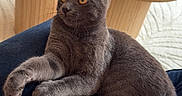 Snow participe au concours pour gagner de l'argent avec cette photo : animal, casual, cat, closeup, cozy, domestic, furniture, gray_cat, home, indoor, jeans, lap, lighter, person, pet, relaxed, rug, sitting, wooden_table, yellow_eyes