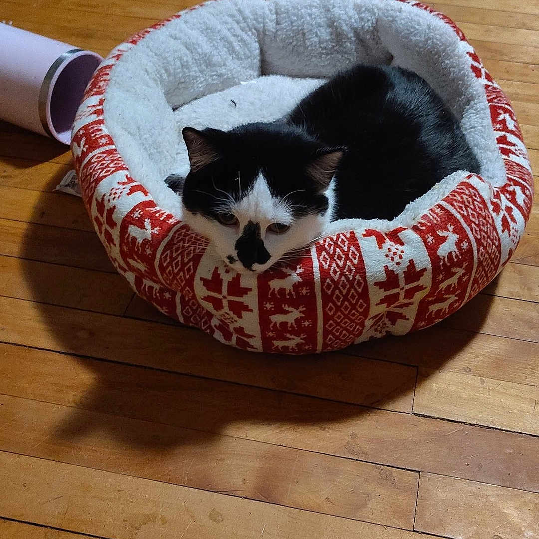 Kitty joined the competition — help win amazing prizes! cat, pet_bed, black_and_white_cat, wooden_floor, indoor, cozy, resting, feline, animal, patterned_bed, flooring, domestic_cat, cute, relaxed, house_pet, fur, whiskers, ears, sleepy, comfortable