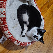 Kitty joined the competition — help win amazing prizes! cat, pet_bed, black_and_white, animal, indoor, wooden_floor, resting, cozy, fur, sleeping, feline, cute, domestic_animal, comfort, household, relaxing, flooring, warm, red, white