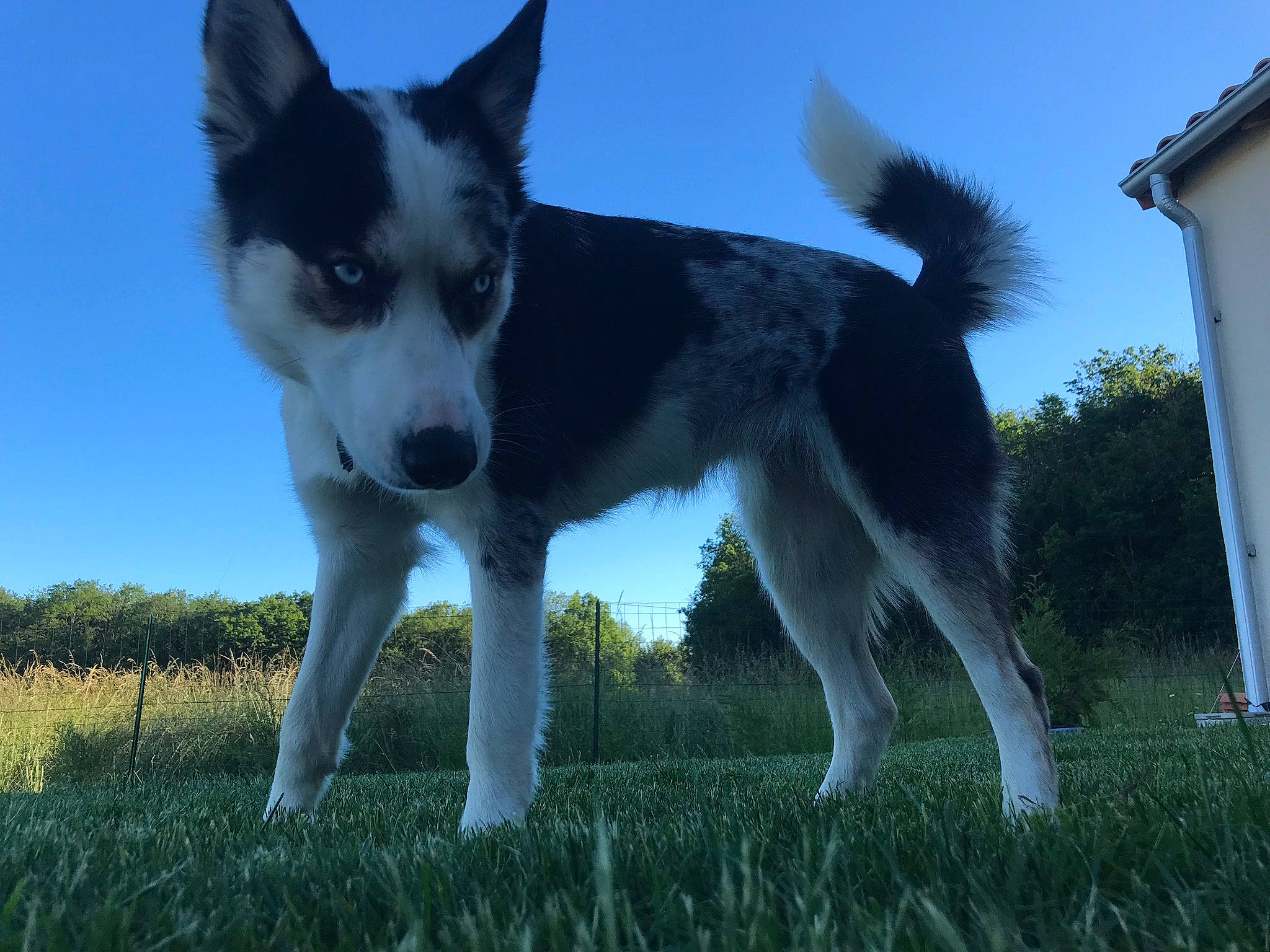 Ouchka participe au concours pour gagner de l'argent avec cette photo : ancient_dog_breeds, building, canidae, carnivore, companion_dog, dog, dog_breed, grass, herding_dog, non_sporting_group, plant, puppy, russo_european_laika, sky, sporting_group, tail, window, working_animal, working_dog