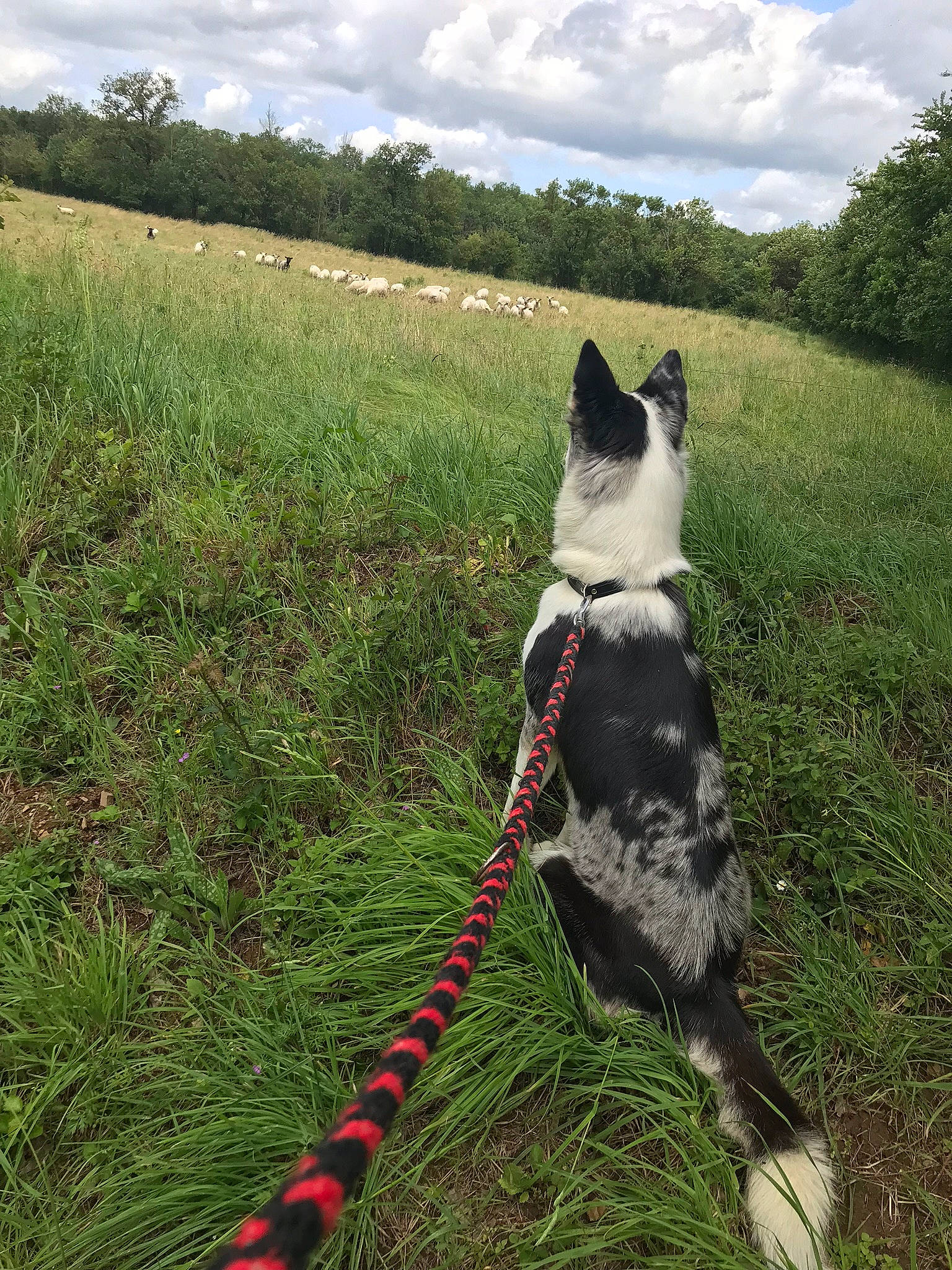 Ouchka a rejoint le concours — aidez-le/la à gagner de superbes lots ! carnivore, cloud, collar, companion_dog, dog, dog_breed, dog_collar, dog_supply, fashion_accessory, felidae, grass, leash, pet_supply, plant, recreation, sky, sporting_group, tail, tree, working_animal