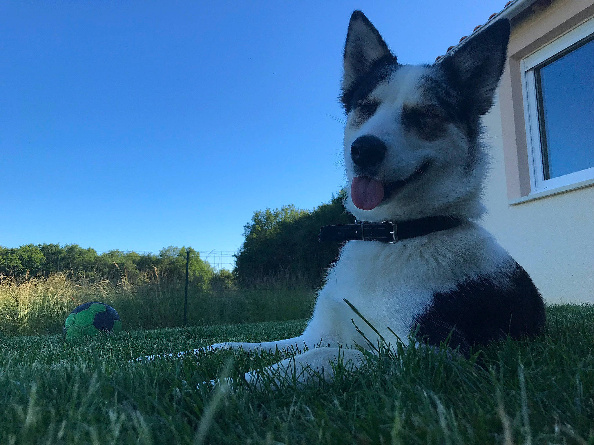 Ouchka a rejoint le concours — aidez-le/la à gagner de superbes lots ! art, canidae, carnivore, collar, companion_dog, dog, dog_breed, electric_blue, grass, grassland, happy, herding_dog, plant, sky, snout, sporting_group, tail, tree, whiskers, window