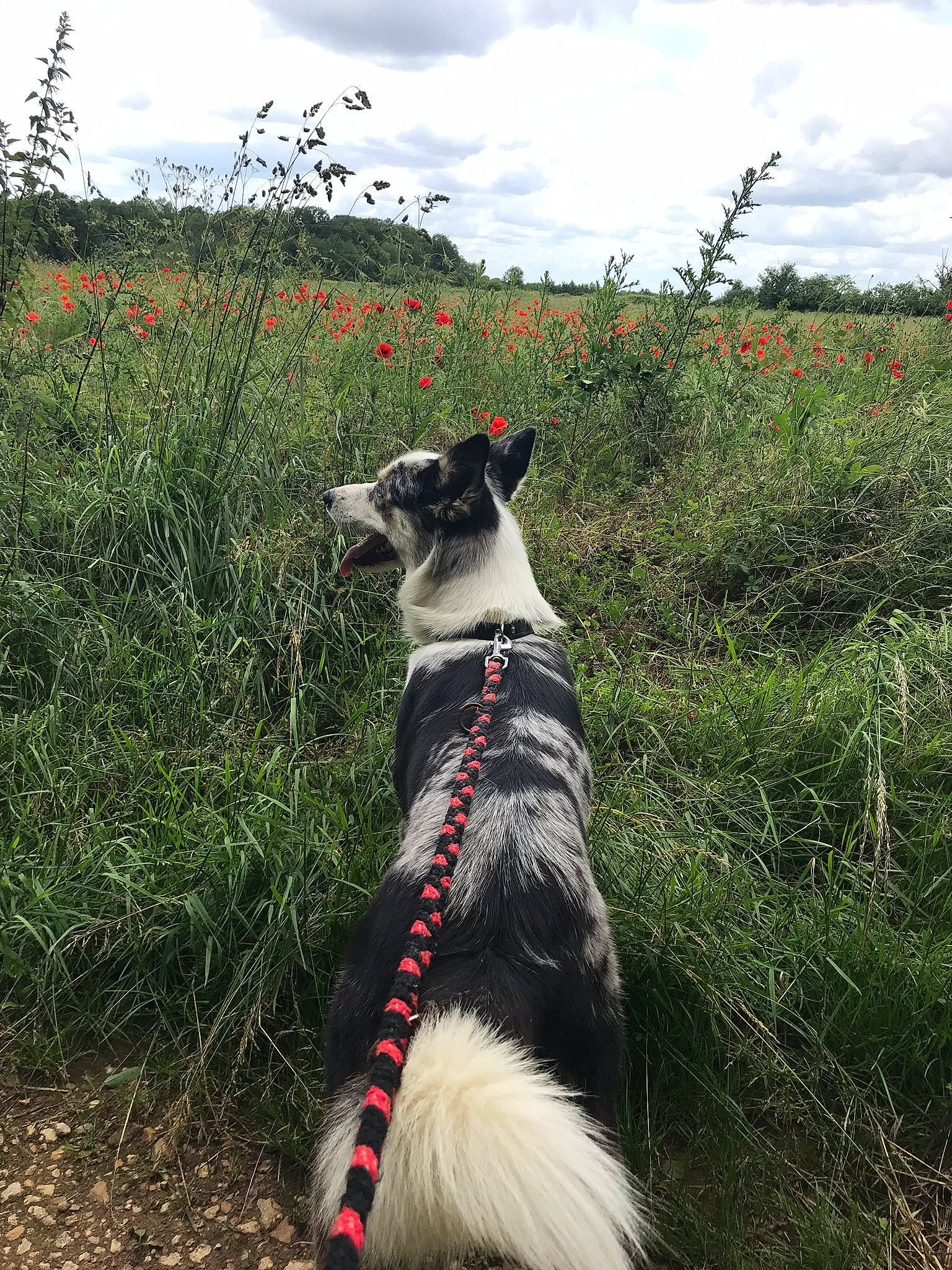 Ouchka a rejoint le concours — aidez-le/la à gagner de superbes lots ! canidae, carnivore, cloud, collar, companion_dog, dog, dog_breed, dog_collar, felidae, flower, grass, grassland, leash, plant, recreation, shrub, sky, sporting_group, tail, tree