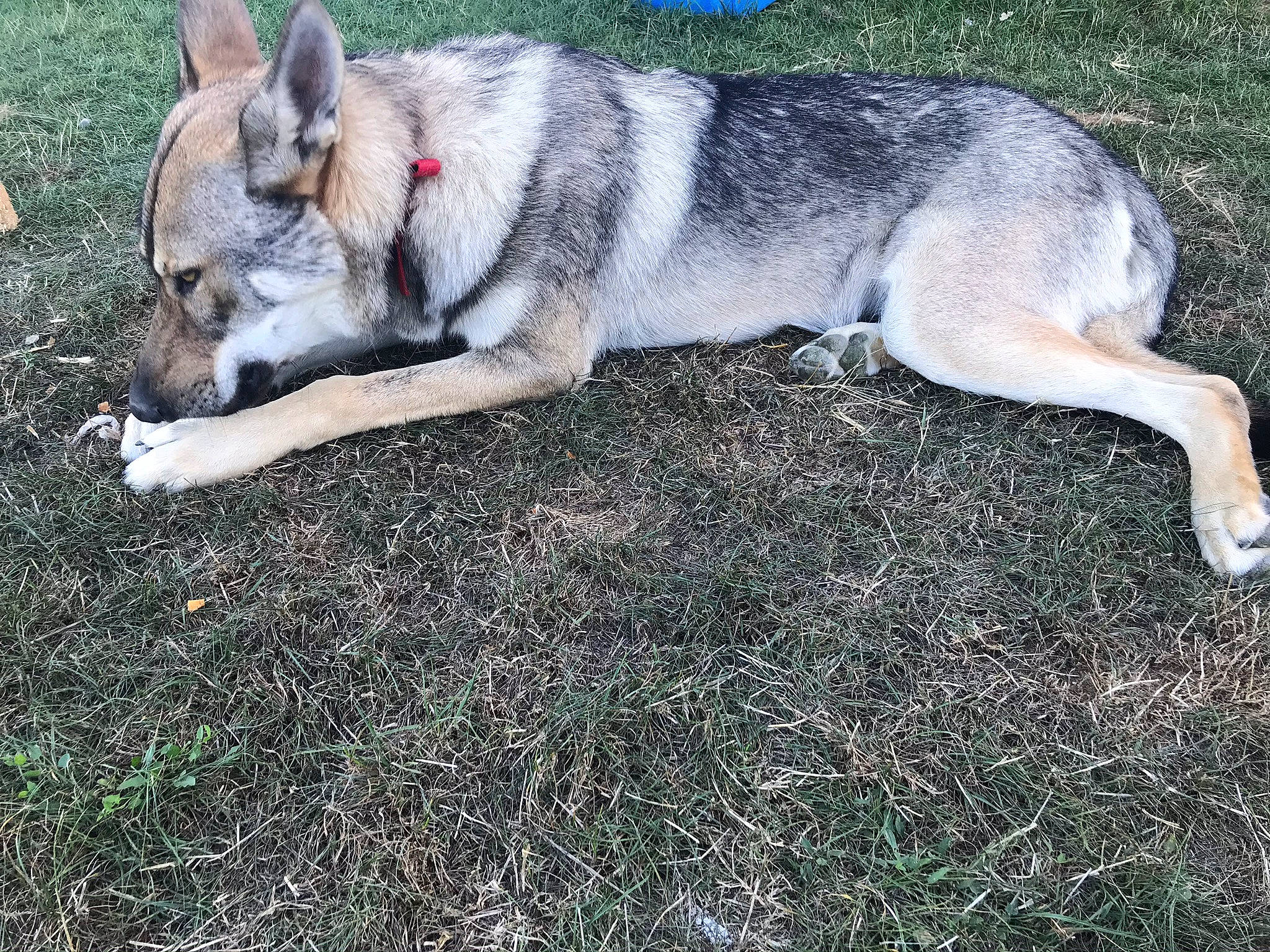 Isaac participe au concours pour gagner de l'argent avec cette photo : ancient_dog_breeds, canis, carnivore, collar, companion_dog, dog, dog_breed, fawn, grass, non_sporting_group, siberian_husky, sled_dog, soil, sporting_group, sulimov_dog, tail, terrestrial_animal, wolf, working_animal, working_dog