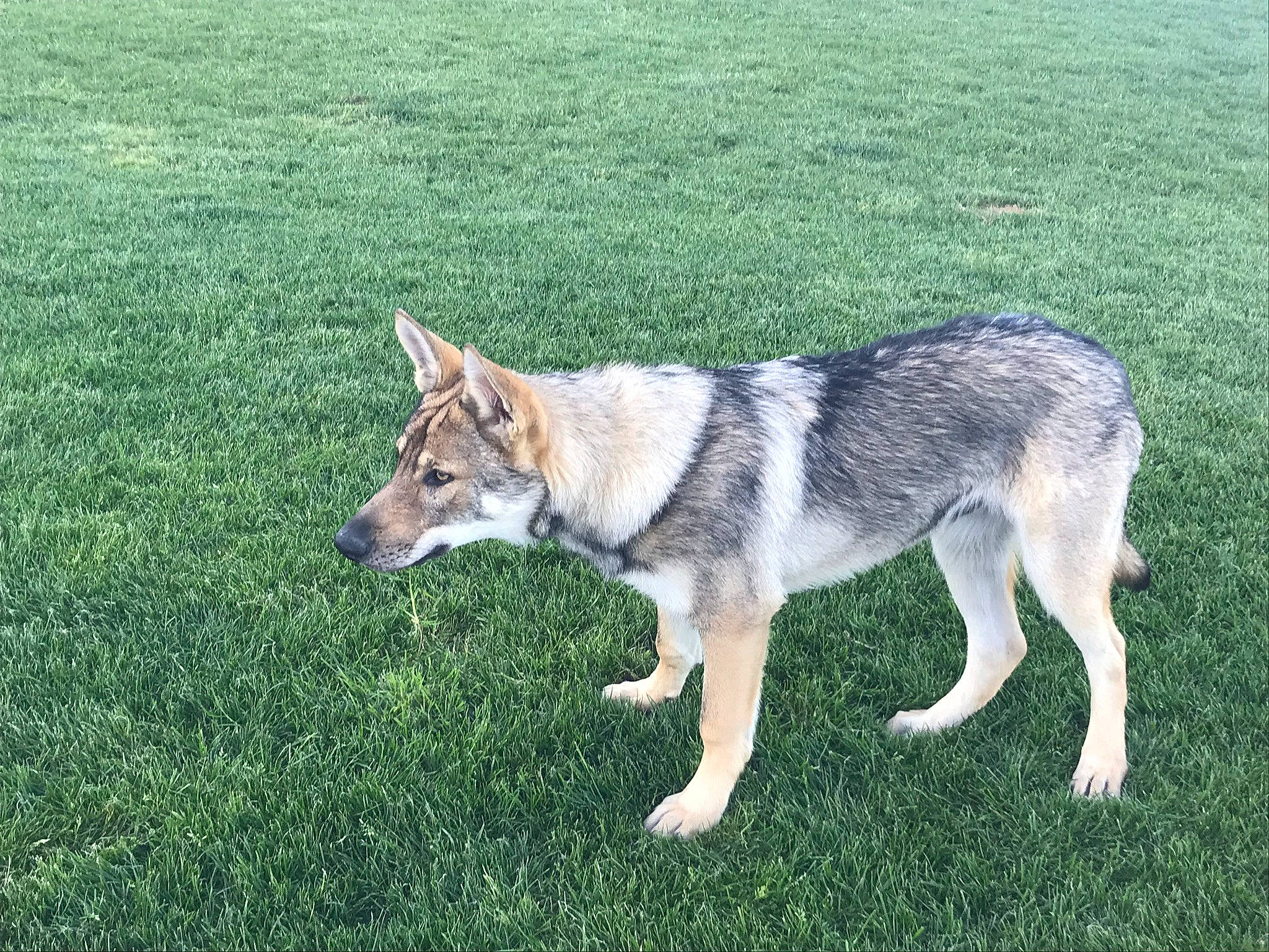 Isaac a rejoint le concours — aidez-le/la à gagner de superbes lots ! canidae, canis, carnivore, collar, companion_dog, dog, dog_breed, grass, grassland, groundcover, sled_dog, snout, sporting_group, sulimov_dog, tail, terrestrial_animal, wildlife, wolf, working_animal, working_dog