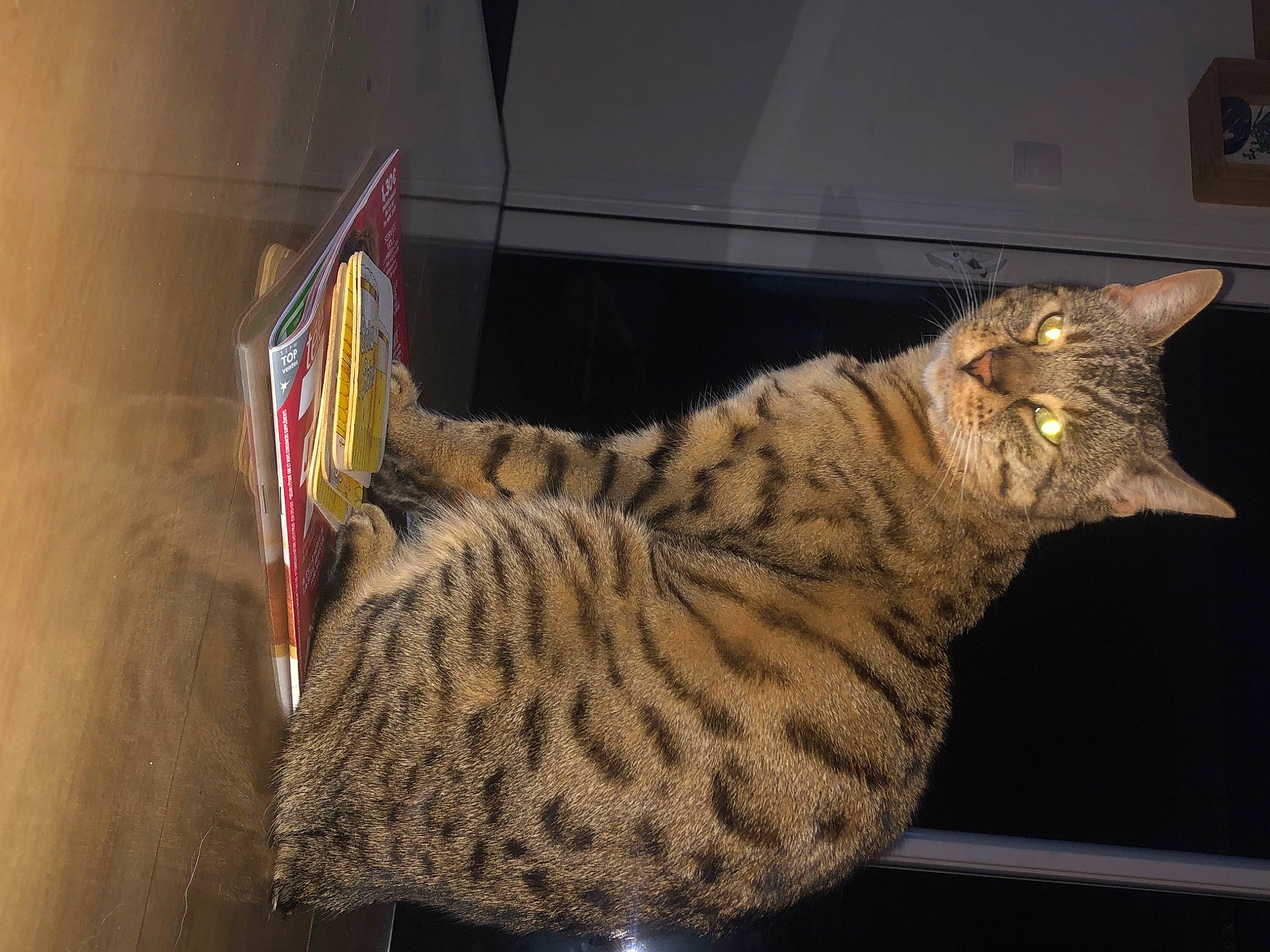 Jupiter a rejoint le concours — aidez-le/la à gagner de superbes lots ! carnivore, cat, claw, comfort, domestic_short_haired_cat, felidae, fur, paw, small_to_medium_sized_cats, snout, tail, terrestrial_animal, whiskers, wildlife